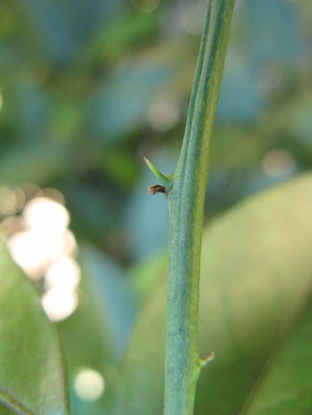              First year twig (Winter Haven, FL)       